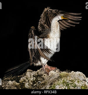 Le dard australien (Anhinga novaenetherlanssiae) qui se jette dans ses ailes, Swan River, Perth, Australie occidentale. Banque D'Images