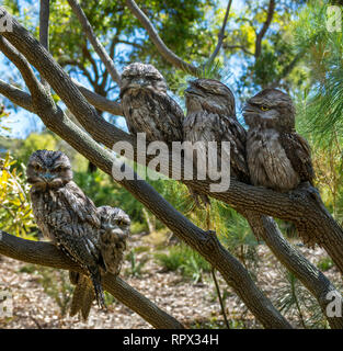 Une grille supérieure de fauve oiseaux (Podargus strigoides) assis dans un arbre, Perth, Western Australia, Australia Banque D'Images