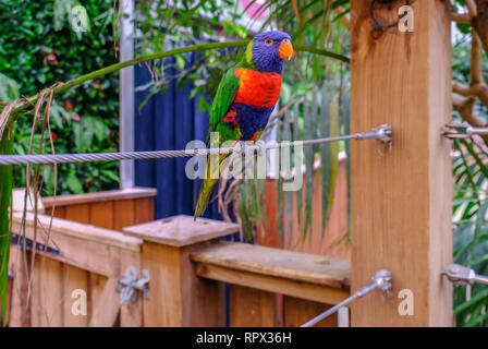 Colchester, Essex, UK - 27 juillet 2018 : seul rainbow lorikeet parot perché sur un câble en acier. Banque D'Images