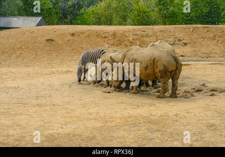 Colchester, Essex, UK - 27 juillet 2018 : trois rhinocéros et seul le pâturage dans zebra composé. Banque D'Images