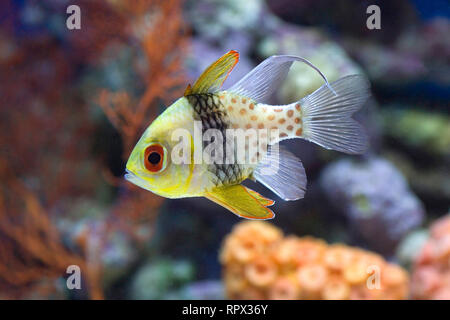Cinq des poissons clown piscine par un récif de corail, l'Indonésie Banque D'Images