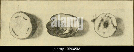 . L'agriculture pour le Kansas écoles communes. L'agriculture. Maladies des plantes 339 disparaît. Cela prend souvent plusieurs années, et une bonne rotation des cultures est nécessaire. La pourriture sèche des pommes de terre. La pourriture sèche de pomme de terre, ou la pourriture noire, une des pires maladies de la pomme de terre dans le Kansas, est causée par un. Les tubercules atteints de pourriture sèche. Les tubercules sont coupés en deux. Observer les zones sombres dans la couenne. champignon qui peut vivre dans le sol. Quand les pommes de terre sont cultivées sur des terres infectées par le parasite dans l'entrée des gains par les racines des plantes en bonne santé, à partir de laquelle elle se propage à la tige et les feuilles. Les végétaux qui sont malades wi Banque D'Images