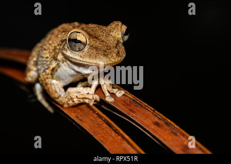 Zoologie / animaux, des Amphibiens (Amphibia), la Rainette de Cuba (Osteopilus septentrionalis) la nuit sur l', Additional-Rights Clearance-Info-Not-Available- Banque D'Images