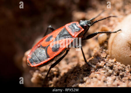 Zoologie / animaux, insectes, bug, firebug (pyrrhocoris apterus commune), près de Drachenfels, Rhineland-Pal Additional-Rights Clearance-Info,--Not-Available Banque D'Images