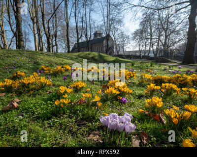 Londres, St Pancras Old Church cimetière, 24 février 2019, les fleurs de printemps sont déjà en fleur en raison de l'temps chaud et ensoleillé Banque D'Images