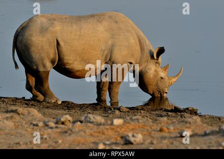 Zoologie, de Mammifères (Mammalia), le rhinocéros noir ou le rhinocéros noir (Diceros bicornis) sur l'eau, Additional-Rights Clearance-Info-C-Not-Available Banque D'Images