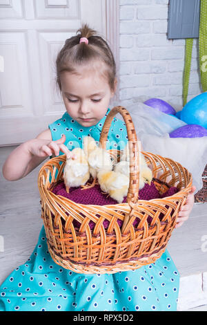 Little girl petting poulets assis dans un panier en osier Banque D'Images