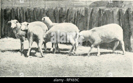 . La gazette de l'agriculture de la Nouvelle Galles du Sud. L'agriculture, de l'Agriculture -- Australie Nouvelle Galles du Sud. Le 2 juin, 190 S.'] Gazette agricole de Nouvelle-Écosse. Télévision, 493 Il est dit par certains que les renards ne prendra pas appâts qui ont été traitées dans leur préparation, mais le contraire a été notre expérience. Où les moutons sont gardés sur les fermes-blé et n'ayant pas de ferme devrait être sans eux, ils doivent être activées afin de chaume ou des terres en jachère, comme ils rendre de précieux services dans le nettoyage du grain tombé, et, dans une certaine mesure, l'engraissage. Border-Leicester x agneaux Mérinos. le sol, tandis que dans le même temps qu'ils utilisent nous Banque D'Images