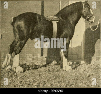 . L'agriculture pour les écoles communes. L'agriculture. Les 215 chevaux de la Flandre. Le type de vitesse a été développée en grande partie de die cheval arabe. Projet de types.-1. Le Percherou.-Cette race tire son nom de la province de la Perche, en France, où il était. 41. ROYAL PRINCE, PREMIER PRIX TROIS ANS ÉTALON CLYDESDALE Show Live Stock International, Chicago, décembre 1908. Le cheval noir de l'Europe du Nord semble avoir été accouplées à des étalons de l'Arabie. La race est grande, active et forte. Les jambes ont très peu de cheveux longs sur eux. Le Percheron est supérieur dans les jambes et s Banque D'Images