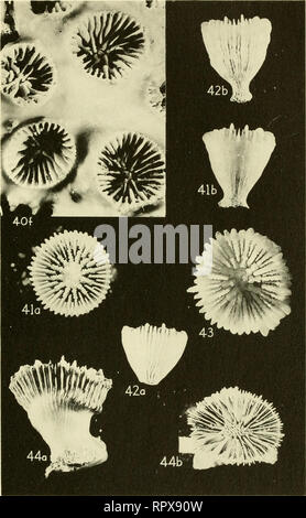 . Allan Hancock expéditions du Pacifique. [Rapports]. Des expéditions scientifiques. . Veuillez noter que ces images sont extraites de la page numérisée des images qui peuvent avoir été retouchées numériquement pour plus de lisibilité - coloration et l'aspect de ces illustrations ne peut pas parfaitement ressembler à l'œuvre originale.. Allan Hancock Foundation. Los Angeles, University of Southern California Press Banque D'Images