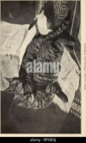 . Alexander et certains autres chats. Les chats. . Veuillez noter que ces images sont extraites de la page numérisée des images qui peuvent avoir été retouchées numériquement pour plus de lisibilité - coloration et l'aspect de ces illustrations ne peut pas parfaitement ressembler à l'œuvre originale.. Eddy, Sarah J. Boston : Marshall Jones Co. Banque D'Images