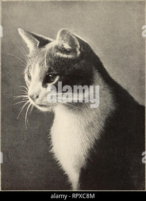 . Alexander et certains autres chats. Les chats. Alexander. Veuillez noter que ces images sont extraites de la page numérisée des images qui peuvent avoir été retouchées numériquement pour plus de lisibilité - coloration et l'aspect de ces illustrations ne peut pas parfaitement ressembler à l'œuvre originale.. Eddy, Sarah J. Boston : Marshall Jones Co. Banque D'Images