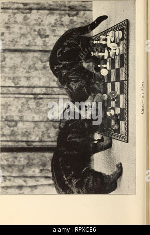 . Alexander et certains autres chats. Les chats. . Veuillez noter que ces images sont extraites de la page numérisée des images qui peuvent avoir été retouchées numériquement pour plus de lisibilité - coloration et l'aspect de ces illustrations ne peut pas parfaitement ressembler à l'œuvre originale.. Eddy, Sarah J. Boston : Marshall Jones Co. Banque D'Images