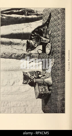 . Alexander et certains autres chats. Les chats. . Veuillez noter que ces images sont extraites de la page numérisée des images qui peuvent avoir été retouchées numériquement pour plus de lisibilité - coloration et l'aspect de ces illustrations ne peut pas parfaitement ressembler à l'œuvre originale.. Eddy, Sarah J. Boston : Marshall Jones Co. Banque D'Images