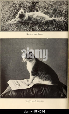 . Alexander et certains autres chats. Les chats. . Veuillez noter que ces images sont extraites de la page numérisée des images qui peuvent avoir été retouchées numériquement pour plus de lisibilité - coloration et l'aspect de ces illustrations ne peut pas parfaitement ressembler à l'œuvre originale.. Eddy, Sarah J. Boston : Marshall Jones Co. Banque D'Images