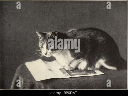 . Alexander et certains autres chats. Les chats. L'heure du souper pour Alexandre. Alexander en attente. Veuillez noter que ces images sont extraites de la page numérisée des images qui peuvent avoir été retouchées numériquement pour plus de lisibilité - coloration et l'aspect de ces illustrations ne peut pas parfaitement ressembler à l'œuvre originale.. Eddy, Sarah J. Boston : Marshall Jones Co. Banque D'Images