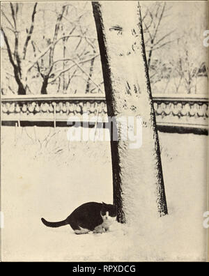 . Alexander et certains autres chats. Les chats. Alexander - sa marque. Veuillez noter que ces images sont extraites de la page numérisée des images qui peuvent avoir été retouchées numériquement pour plus de lisibilité - coloration et l'aspect de ces illustrations ne peut pas parfaitement ressembler à l'œuvre originale.. Eddy, Sarah J. Boston : Marshall Jones Co. Banque D'Images