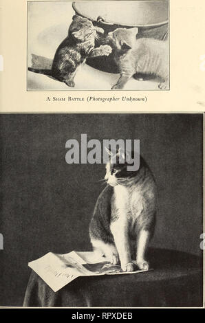. Alexander et certains autres chats. Les chats. Alexander sur " Nos animaux ". Veuillez noter que ces images sont extraites de la page numérisée des images qui peuvent avoir été retouchées numériquement pour plus de lisibilité - coloration et l'aspect de ces illustrations ne peut pas parfaitement ressembler à l'œuvre originale.. Eddy, Sarah J. Boston : Marshall Jones Co. Banque D'Images