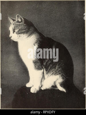 . Alexander et certains autres chats. Les chats. Alexander. Veuillez noter que ces images sont extraites de la page numérisée des images qui peuvent avoir été retouchées numériquement pour plus de lisibilité - coloration et l'aspect de ces illustrations ne peut pas parfaitement ressembler à l'œuvre originale.. Eddy, Sarah J. Boston : Marshall Jones Co. Banque D'Images