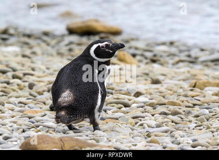 Magellanic Penguin, adulte seul sur la plage au Gypsy Cove, Îles Falkland 2 Janvier 2019 Banque D'Images