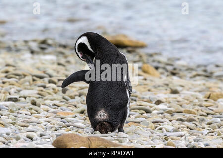 Magellanic Penguin, adulte seul sur la plage au Gypsy Cove, Îles Falkland 2 Janvier 2019 Banque D'Images