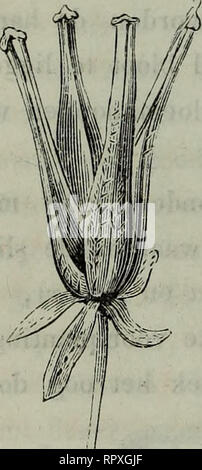 . Album der Natuur. DE 316 BEKERPLANTEN geelgroene. De kleur est daaraan eigen, en overschrijdt zelden lengte van het de 7 millimètres. De mannelijke bloemen (fig. 12 a), die onaangenaam rieken, heb- ben en haar midden eene de rolronde bijkans vierkante zuil (z), mourir dans un ligchaampje eindigt waaraan rond, de 8, 12 de 16 helmknop- pen (h) en een KRANS housse bevestigd zijn. Bij de vrouwelijke (fig. 12 b) vindt men op dezelfde gesteelden ongesteelden een plaats de lang, en vijfzijdigen werpigen- stamper (ij), les hommes waaraan wel een eijer- stok (ij) en vier stempels (s), maar geen stijl onderscheiden kan. Banque D'Images