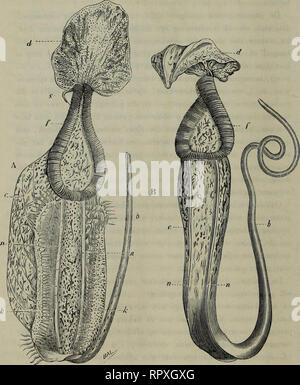 . Album der Natuur. DE 298 BEKERPLANTEN. voorkomen heeft. Overgangen tusschen de genoemde vormen komen evenwel niet voor zelden.. Fig. 2. Een van kannetjes der lagere fig. Fig. 3. Een van kannetjes hoogere der fig. 11 (ontleend Tuinbouw-Flora ontleend (aan de aan de Tuinbouw-Flora vbiese van van oe). De Vriese). De kleur van de uitwendige oppervlakte der bekers wisselt af tus- schen groen , geelgroen , licht en violet geelgroen rencontré paarse de purpe-. Veuillez noter que ces images sont extraites de la page numérisée des images qui peuvent avoir été retouchées numériquement pour plus de lisibilité - coloration et l'appea Banque D'Images