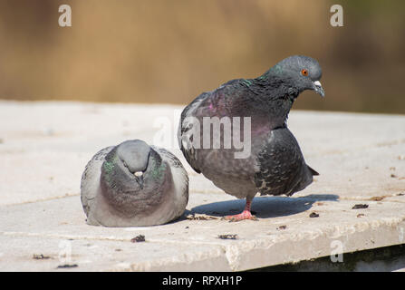 Paire de pigeons sur le bord du mur, le long de la rivière Banque D'Images