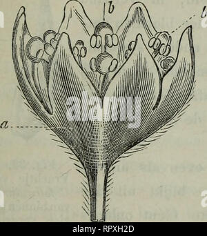 . Album der Natuur. DE BEKERPLANTEN. 61 Fig. 30 bloemdek lijkenis. vergroot ; Elk bloempje (fig. 30) bestaat uit een zeslippig bloemdek (a), twaalf afwisse grootere- prêter en kleinere meeldraden (&amp ;), die aan den rand van een vleezig vormig- schotel bloembed (fig. 31 c) ingeplant , zijn en zes vrije stampers (d) , die het Midden van dat bloembed innemen. La SLA Zoo blijken kan uit fig. (32 volg. b. hebben de meel- draden nog bij een al zonderen zooverre namelijk vorm, dans helmknoppen als hunne (a), Anders wat het geval zelden zeer, aan een sterk est kogelrond qui a van Bloem C.folliculaire, Banque D'Images