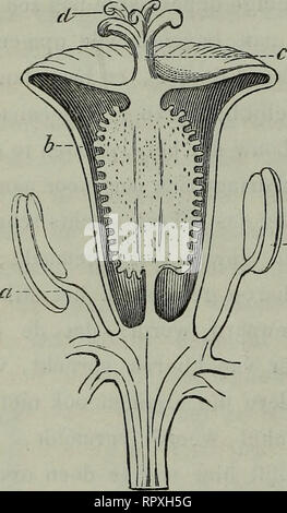 . Album der Natuur. 56 DE BEKERPLANTEN overhangende. voor eene bloem (fig. 23) , mourir te zeggen zoo om den afsluit stengel. Deze bloem , bijna twee Eng. duim dans middellijn , être stroogele- uit staat 5 kelk- en 5-kroonbladen purperen bleek, 12-15 onder den stamper geplaatste meeldraden (fig. 24 a) en een stamper, welks hokkige veelzadige eijer-5- stok (b) is een korten stijl (c) draagt, die in a 5-armigen stempel (cl) uit- loopt. Hoewel geene donné, maar slechts een onderdeel eener vrucht werd gevonden zoo, liet dit is toch geen vaststaand sur, dat het aan eene 5 hokkige doosvrucht toebehoord-a. Je Het Banque D'Images