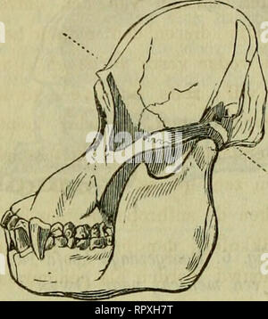 . Album der Natuur. . Fig. 4. L'orang-hoofd. Fig. 5. Paardenhoofd. een mensch, het tweede (fig. 4) van eenen orang-oetan, het derde (fig. 5) van een paard. Le wapiti est hooid gestippelde porte eene lijn dans tweeën verdeeld ; het boven die lijn liggende habitude est het schedel- habitude, hetgeen er beneden ligt het aangezigtsgedeelte. Eene bloote genoegzaam beschouwing der figuren zal zijn om te zien doen, dat de verstandelijke meerderheid van den mensch boven de westhalten, wanneer men deze weder met de lagere zoogdieren, vergelijkt geen anderen weg, dan aan te nemen, dat, eenigp beweert verstandelij naar hij, Banque D'Images