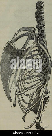 . Album der Natuur. 136 VLIEGEN. Tegenover de roseaux genoemde groote bewegelijkheid voortgebragt van den hals, Elke doordat wervel heeft een albatros, gewichtskommetje gewichtshoofdje waarin het bolle van den volgenden draaijen wervel kan , onbewegelijkheid de staat van de rug- en lendenstreek velkolom- wer der , vermits mourir tot een stevige comme wordt ter bevestiging van andere deelen, welke het ligchaam, hetzij gedurende de vlugt de bij het Gaétan, springen de zwemmen, dragen. De borstkas (voir fig. 15 fr 16) Fig. 16.. Tronk van het van een skelet Gans. Une borstbeen ; a' kam ; h b achterste sleute Banque D'Images