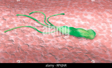 Helicobacter pylori est une bactérie microaérophile habituellement trouvés dans l'estomac. Il est présent dans une personne avec la gastrite chronique et les ulcères gastriques. Banque D'Images
