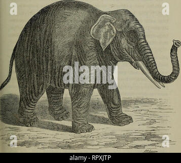 . Album der Natuur. Plus de STUDIËN DEN OLIFANT ; A. PORTE W. M. VAN HASSELT. Elcphaiit^^y Thc le Seigneur paramotint Ihc de forêts." Tknnent.. De Indische olifant, naar p. geuvais '). ') De ovei van deze namo-figauv aaronder en de suivant, enkele oorspronke tcckcniugcn- lijke, heb ik , als vroeger, weder kundige te danken aan de hand van den heer Officier van gezondheid der Klasse 2de sciiubaut. 18G2. 17. Veuillez noter que ces images sont extraites de la page numérisée des images qui peuvent avoir été retouchées numériquement pour plus de lisibilité - coloration et l'aspect de ces illustrations ne peut pas parfait Banque D'Images