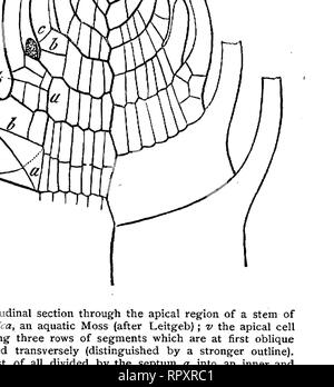 . Texte-livre de botanique, morphologiques et physiologiques. La botanique. Fig. 117.-Terminal principalement de deux tiges de maïs. Sommet de la très petites cellules de cône de croissance, dont les feuilles b, b', b' b''' se présentent comme des protubérances multicellulaires, qui bientôt embrasser la tige, et il l'enveloppe et les feuilles les plus jeunes comme une gaine. À l'aisselle de la troisième plus jeune feuille*" les jeunes- est d'un rudiment rameaux est visible comme une protubérance arrondie.. FIG. 118.-section longitudinale à travers la région apicale de la tige principale du tournesol, immédiatement avant la formation des fleurs Banque D'Images