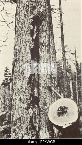 . La recherche forestière de l'Alaska : rapport biennal pour 1956-1957. Les forêts et la foresterie en Alaska. Figure 10.--(à gauche), Fomes pinicola sur partie supérieure du tronc. Figure 11.--(Droite), cicatrice sur la pruche de l'ouest à partir de la blessure profonde, et la section de 40 pieds au-dessus du sol causée par la pourriture montrant Fomes pinicola entrez- ment grâce à la base. Fomes pinicola causé 88 pour cent des pertes dues à la pourriture brune et près des trois-quarts de l'abattage dans l'épinette de Sitka (figs. 10 et 11). Plus de trois-quarts de l'abattage dans le thuya géant était due à un début de pourriture blanche--un type de défaut qui peut avoir une utilisation limitée dans les bois d'œuvre et Banque D'Images