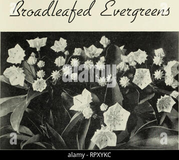 . Aiken's arbres arbustes fleurs des fougères plantes fruits herbes. Les catalogues de plantes Vermont Vermont fougères ; catalogues ; catalogues ; arbres arbustes Vermont Vermont catalogues ; fleurs sauvages Vermont catalogues ; pépinière Vermont Vermont ; Horticulture Catalogues Catalogues. MOUNTAIN LAUREL quelques acres de notre pépinière sont consacrés à la culture propre de feuillus jamais- verts et Azalées. Nous croyons que nous avons l'extrême nord champ cultivé de cette taille. Nos conifères à feuilles larges sont cultivées en plein soleil pour qu'elles ne perdent leurs feuilles lorsqu'elles sont transplantées à votre maison. Plantes du Sud ou ceux cultivés und Banque D'Images