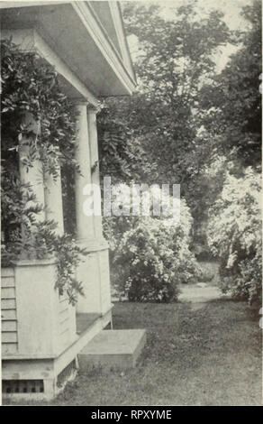 . Aiken's arbres arbustes fleurs des fougères plantes fruits herbes. Les catalogues de plantes Vermont Vermont fougères ; catalogues ; catalogues ; arbres arbustes Vermont Vermont catalogues ; fleurs sauvages Vermont catalogues ; pépinière Vermont Vermont ; Horticulture Catalogues Catalogues. MOUNTAIN LAUREL quelques acres de notre pépinière sont consacrés à la culture propre de conifères d'broadlcavcd et Azalées. Nous croyons que nous avons l'extrême nord champ cultivé de cette taille. Nos conifères feuillus cultivés arc en plein soleil pour qu'elles ne perdent leurs feuilles lorsqu'elles sont transplantées à votre maison. Plantes de la Smith ou celles cultivées sous Banque D'Images