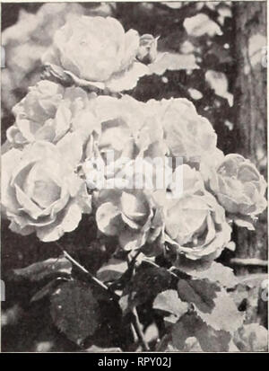 . Les pépinières de Putney, Vermont Aiken. Catalogues ; arbres plantes Vermont Vermont Vermont Catalogues Catalogues ; fleurs ; pépinière Vermont Vermont ; Horticulture Catalogues Catalogues. Roses. FLORIBUNDA ROSES : chaque ; 2 ans. n° 1-$1,00 ELSIE PAULSEN. F.verblooming wild rose rose. LAFAYETTE. Rose rouge. DONALD PRYOR. Rouge velouté. $1.25. OLD TIME ROSES DAMASK ROSE, Rosa Damascena. Croissance faible- ment vieux semi-double, Rose rouge vif. Variété d'une très grande longévité. Autour de naturalisés vieille cave de trous fermes abandonnées. 1,00 $ chacun, 9,00 $ par 10. GOLDEN ROSE DE CHINE, Rosa hygonis. Avec fleurs Spiraea Van Banque D'Images