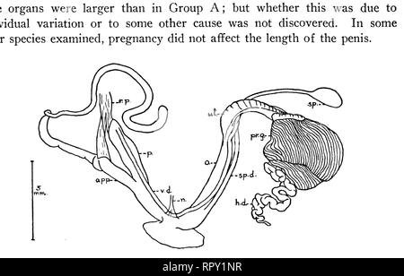 . Des escargots de Hawaï, l'île de Noël, et Samoa. Mollusques les mollusques escargots ; ; ; mollusques. 46 Bernice P. Bishop Museum-Bulletin 47 gland a été considérablement réduit, et la spermathèque plus petit. Le muscle rétracteur pénien était mince. Lorsque la dissection a été fait, l'annexe a été allongés tout droit, suivant le muscle rétracteur pénien. Près de l'extrémité proximale de la libre les muscles, sa pointe était pliée vers le bas, apparemment seulement parce que la cavité n'était pas assez long pour lui permettre de se coucher tout droit sur toute sa longueur. Dans tous les spécimens de l'annexe maturer, a été trouvé enroulé autour de la région de la pe Banque D'Images