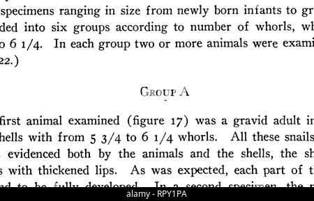 . Des escargots de Hawaï, l'île de Noël, et Samoa. Mollusques les mollusques escargots ; ; ; mollusques. Pilshry, Cooke, Neal-escargots d'Hawaï, Noël, le Samoa 45 Groupe B Le deuxième groupe était composé d'escargots adultes (figure 18) avec 5 3/4 à 61/4 verticilles, le même nombre que dans le premier groupe. Mais ce n'avait pas d'embryons, et la lèvre de l'aperture n'a pas épaissi. En plus de ne pas être distendu, l'utérus était plus courte, et la spermathèque semblaient légèrement plus petit. Sinon, les organes ont été trouvés à être aussi développée que dans le groupe A. En fait, dans les deux échantillons examinés les organes masculins Banque D'Images