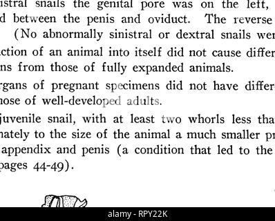 . Des escargots de Hawaï, l'île de Noël, et Samoa. Mollusques les mollusques escargots ; ; ; mollusques. 36 Bernice P. Bishop Museum-Bulletin 47 joint pour une plus grande distance au-dessus de l'extrémité distale que dans Achatinella, dans la plupart d'entre elles ont été unies étroitement sur une courte distance, vaguement pour une plus longue, ou librement toute la manière. Une exception à cette mighelsiana a P., dans lequel les deux muscles ne sont pas joints.. Figure 12.-a, Newcomhia canaliculata (Baldwin), organes et palléal du tube digestif, le rein semble restreindre où bordé par le péricarde, qui recouvre et dissimule la plus large en fait en partie Banque D'Images
