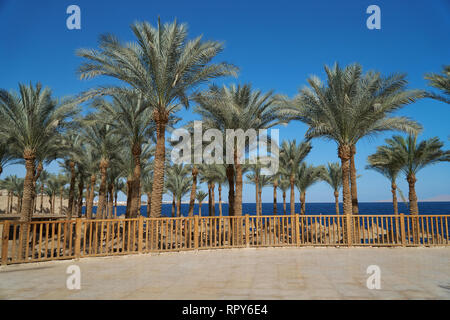 Des palmiers de la promenade côtière donnant sur l'extérieur de l'hôtel de la mer rouge, travel concept en Egypte Banque D'Images