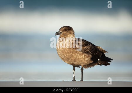 Skua Falkland debout sur une côte de sable par l'océan Atlantique en Iles Falkland. Banque D'Images