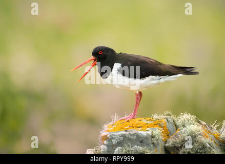 Close up of Eurasian Oystercatcher (Haematopus ostralegus) faisant appel à un rocher moussu, Ecosse, Royaume-Uni. Banque D'Images