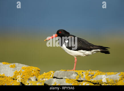 Close up de l'Huîtrier pie (Haematopus ostralegus) perché sur une clôture en pierre moussue en Ecosse, Royaume-Uni. Banque D'Images