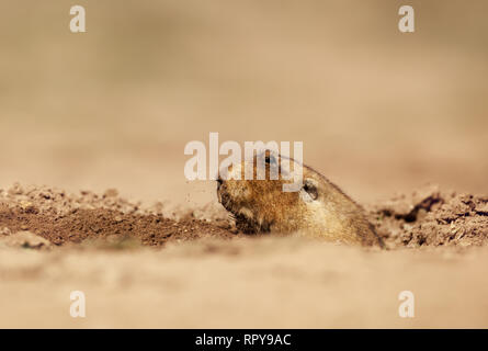 Close up of a big-rats-taupes africains dirigés, montagnes de balle, de l'Éthiopie. Banque D'Images