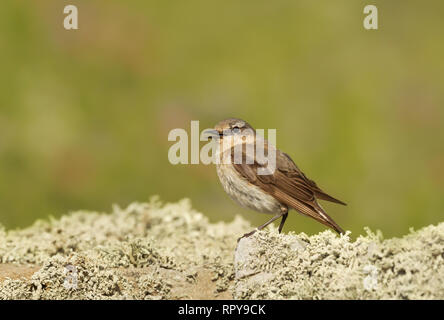 Close up d'un traquet motteux debout sur un rocher moussu, UK. Banque D'Images