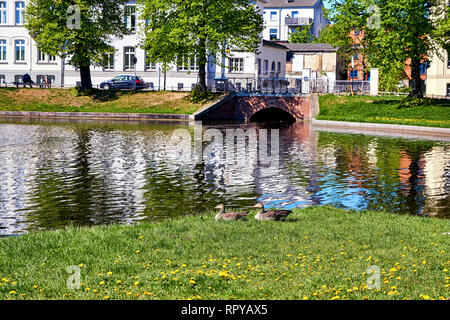 Oie cendrée dans un pré à l'Pfaffenteich dans la vieille ville de Schwerin. Allemagne Banque D'Images