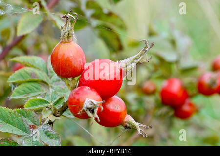 Le Rose (Rosa tomentosa), close up d'un groupe de fruit d'églantier. Banque D'Images